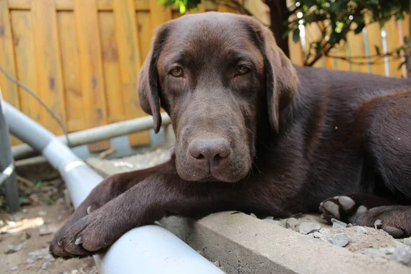 Brown Labrador Retriever Dog Face Close Labrador Puppy Pets Garden — Stock Fotó