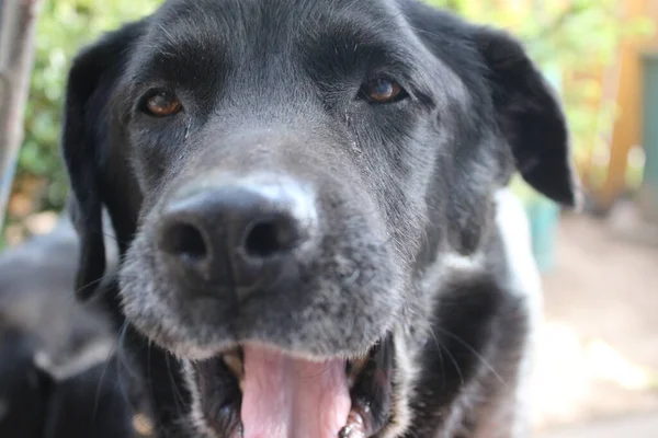 Labrador Retriever Photos Man Best Friend Chocolate Canine Face Close — Foto Stock