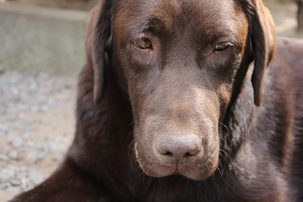 Brown Labrador Retriever Dog Face Close Labrador Puppy Pets Garden — Stock Fotó