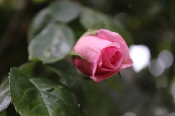 粉红玫瑰在特写 花后的照片 一棵长着粉红花朵的茂密的树 玫瑰花蕾被绿叶环绕着 自然环境 芬芳的花朵玫瑰枝 玫瑰花束 模糊的花朵 — 图库照片