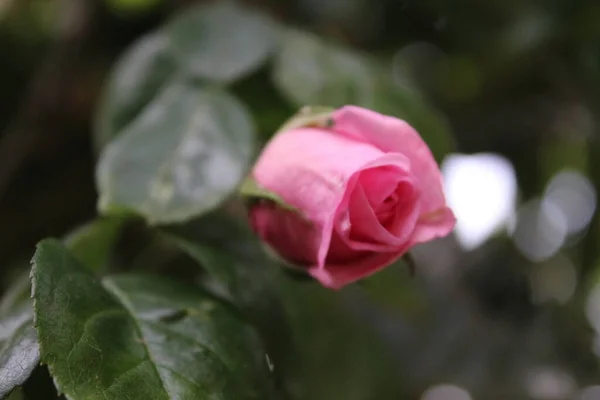 Rosas Rosadas Primer Plano Fotografía Reina Las Flores Árbol Tupido —  Fotos de Stock