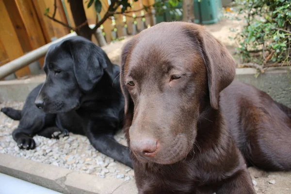 Black Brown Labrador Retrievers Dog Face Close Labrador Puppies Pets — ストック写真