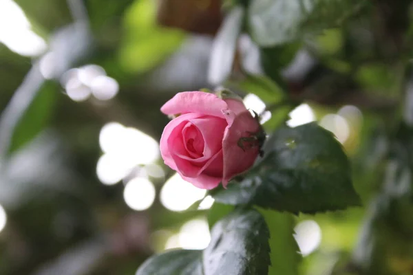 Rosas Rosadas Primer Plano Fotografía Reina Las Flores Árbol Tupido —  Fotos de Stock