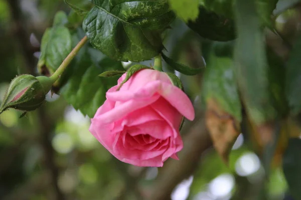 Rosas Rosadas Primer Plano Fotografía Reina Las Flores Árbol Tupido —  Fotos de Stock