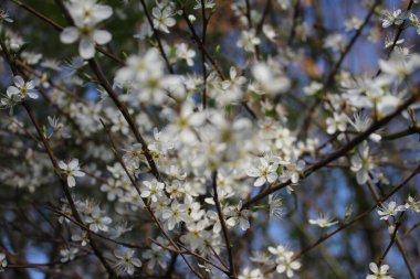Meyve tomurcukları yakın plan. Gündüz fotoğrafı. Beyaz çiçekler var. Yeşil yapraklar. Yeşillik. Tozlaşma içindeki böcekler. Yaz sahnesi. Doğal ortam. Stamen ve Pistil. Arı fotoğrafçılığı. Meyve ağacı dalları.