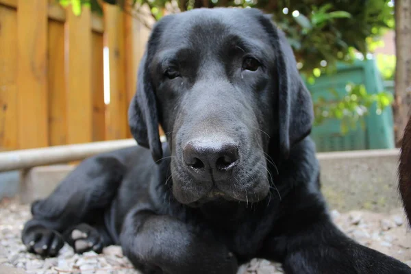 Black Labrador Retrievers Dog Face Close Black Labrador Puppy Pets — Stock Photo, Image