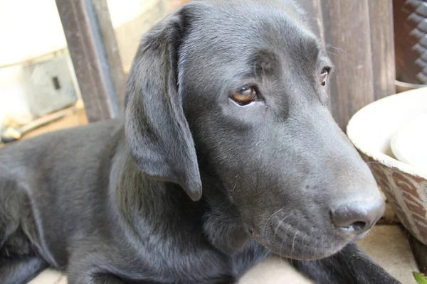Μαύροι Λαμπραντόρ Ριτρίβερ Πρόσωπο Σκύλου Από Κοντά Μαύρο Λαμπραντόρ Κουταβάκι — Φωτογραφία Αρχείου