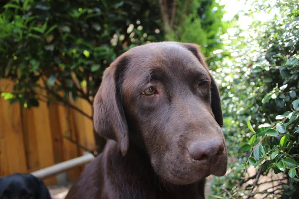Brown Labrador Retriever Dog Face Close Labrador Puppy Pets Garden — Stockfoto
