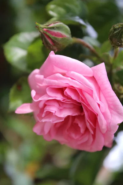 Pink Roses Close Photography Queen Flowers Bushy Tree Pink Flowers — Foto Stock