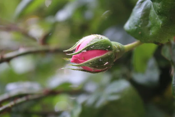 Pink Roses Close Photography Queen Flowers Bushy Tree Pink Flowers — Φωτογραφία Αρχείου