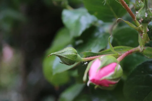 Rózsaszín Rózsák Közelről Fényképezés Queen Flowers Egy Bokros Rózsaszín Virágokkal — Stock Fotó