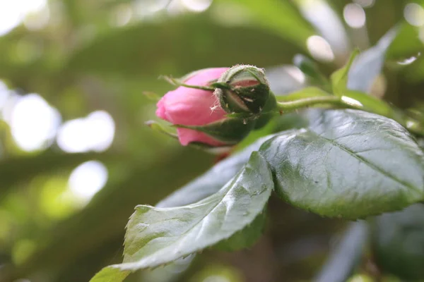 Pink Roses Close Photography Queen Flowers Bushy Tree Pink Flowers — 스톡 사진