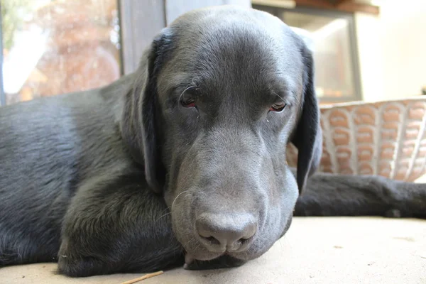 Black Labrador Retrievers. Dog face in close up. Black Labrador Puppy. Pets in the garden. The environment for animals. Pure bred Labrador. Pedigree. Sleepy Dog. Pet Profiles. Dog eyes, ears, nose.