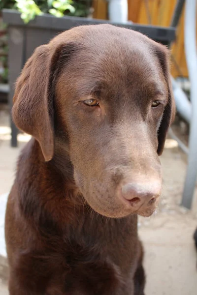 Brown Labrador Retriever Dog Face Close Labrador Puppy Pets Garden — ストック写真