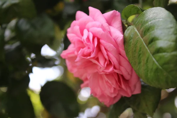 Pink Roses Close Photography Queen Flowers Bushy Tree Pink Flowers — Stock Photo, Image