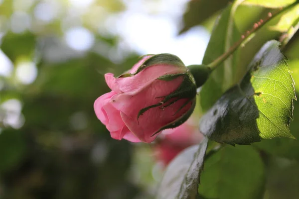 Pink Roses Close Photography Queen Flowers Bushy Tree Pink Flowers — Stockfoto
