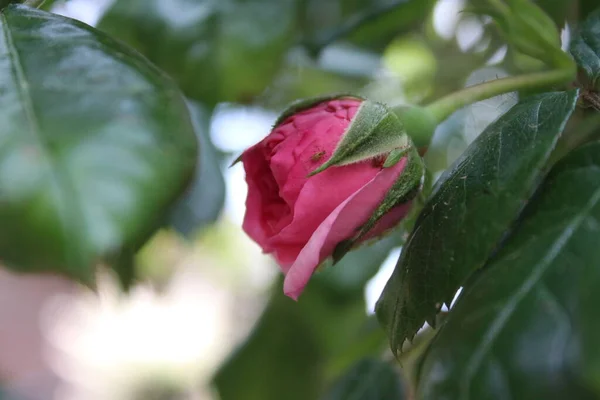 Pink Roses Close Photography Queen Flowers Bushy Tree Pink Flowers — ストック写真