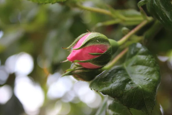 Rózsaszín Rózsák Közelről Fényképezés Queen Flowers Egy Bokros Rózsaszín Virágokkal — Stock Fotó