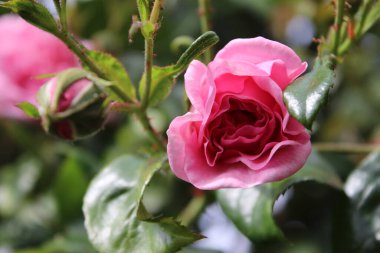 Çiçeklerin sembolik sembolü. Pembe gül çalısı. Fotoğrafçılık, yakın plan. Çiçekler Kraliçesi. Pembe çiçekli çalılık bir ağaç. Gül goncaları yeşil yapraklarla çevrilidir. Doğal çevre. Güzel kokulu çiçekler..