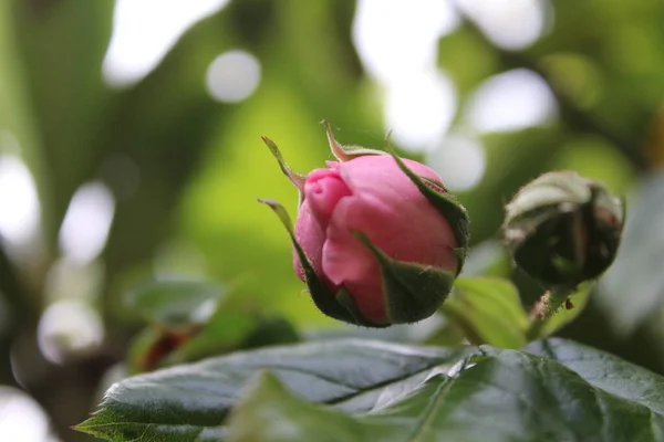 Символіка Цвітіння Рожеві Троянди Кущ Макрофотографія Королева Квітів Крупним Планом — стокове фото