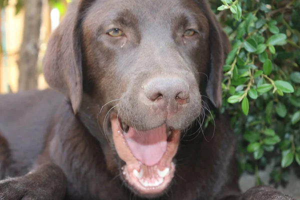 Labrador Visszaállító Fotók Ember Legjobb Barátja Csokis Kutya Arc Közelről — Stock Fotó