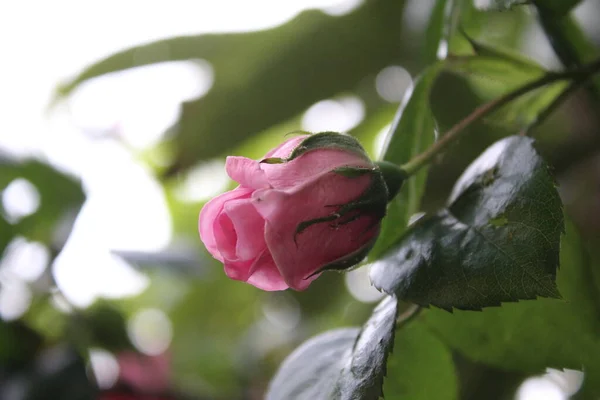 Simbolico Dei Fiori Cespuglio Rose Rosa Macro Fotografia Primo Piano — Foto Stock