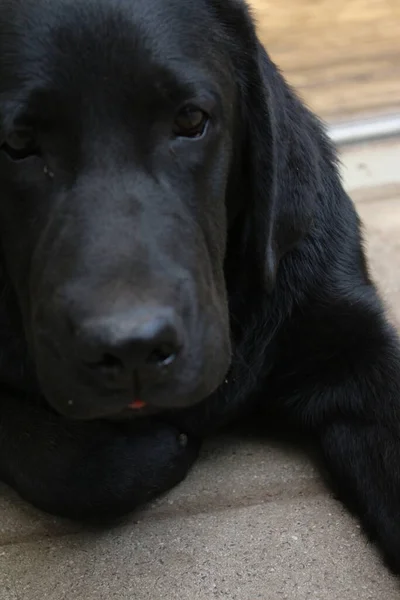 Labrador Retriever Photos Man Best Friend Chocolate Canine Face Close — 스톡 사진