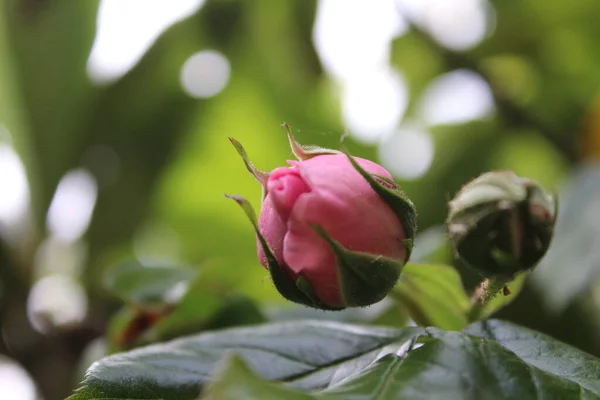 Symbolic Blossoms Pink Roses Bush Photography Close Queen Flowers Bushy — Photo