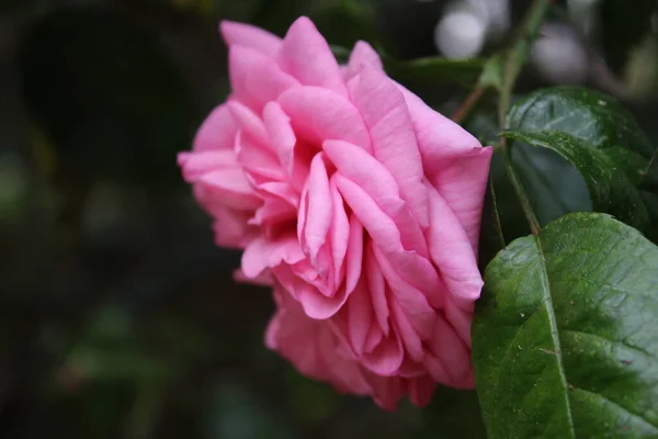 Symbolic Blossoms Pink Roses Bush Macro Photography Queen Flowers Close — Foto de Stock
