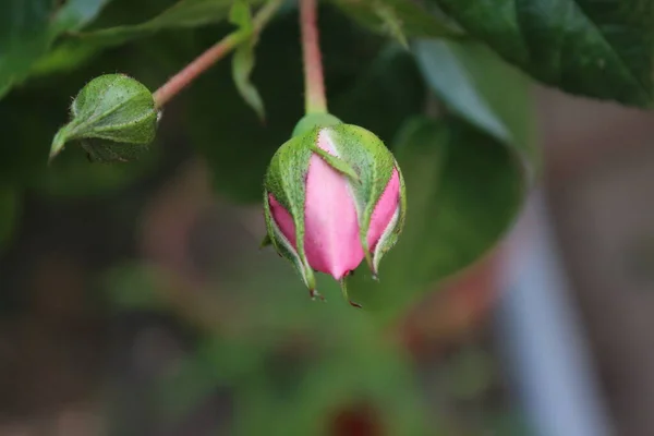 Virágzás Szimbóluma Rózsaszín Rózsa Bokor Makrofotográfia Virágok Királynője Közelkép Egy — Stock Fotó
