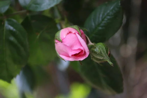 Symbol Rozkvětu Růžový Keř Růží Makro Fotografie Královna Květin Zblízka — Stock fotografie