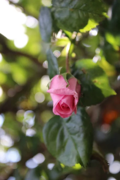 Symbolika Kwiatów Różowe Róże Krzak Fotografia Zbliżeniu Królowa Kwiatów Krzaczaste — Zdjęcie stockowe