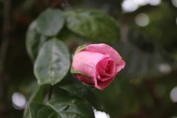 Virágzás Szimbóluma Rózsaszín Rózsa Bokor Fényképezés Közelről Virágok Királynője Egy — Stock Fotó