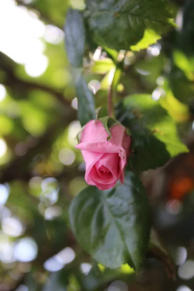 Symbolika Kwiatów Różowe Róże Krzak Fotografia Zbliżeniu Królowa Kwiatów Krzaczaste — Zdjęcie stockowe