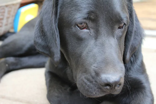 Labrador Retriever Photos Man Best Friend Chocolate Canine Face Close — Stock Photo, Image