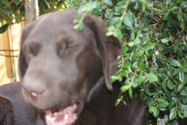 Labrador Retriever Photos Man Best Friend Chocolate Canine Face Close — Φωτογραφία Αρχείου