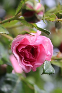 Çiçeklerin sembolik sembolü. Pembe gül çalısı. Fotoğrafçılık, yakın plan. Çiçekler Kraliçesi. Pembe çiçekli çalılık bir ağaç. Gül goncaları yeşil yapraklarla çevrilidir. Doğal çevre. Güzel kokulu çiçekler..