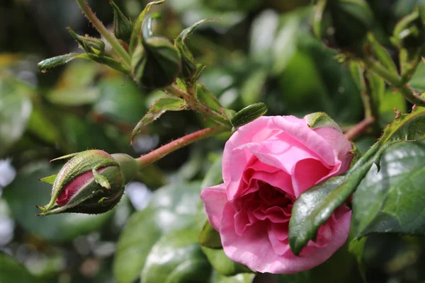 Symbolic Blossoms Pink Roses Bush Photography Close Queen Flowers Bushy — стоковое фото