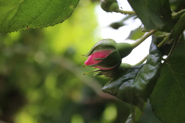 Symbolic Blossoms Pink Roses Bush Photography Close Queen Flowers Bushy — 스톡 사진