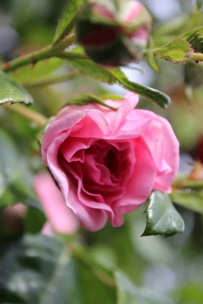 Symbolic Blossoms Pink Roses Bush Photography Close Queen Flowers Bushy — Zdjęcie stockowe