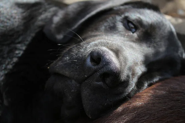 Labrador Retriever Photos Man Best Friend Chocolate Canine Face Close — Φωτογραφία Αρχείου