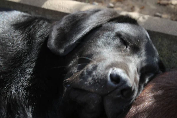 Labrador Retriever Photos Man Best Friend Chocolate Canine Face Close — Zdjęcie stockowe