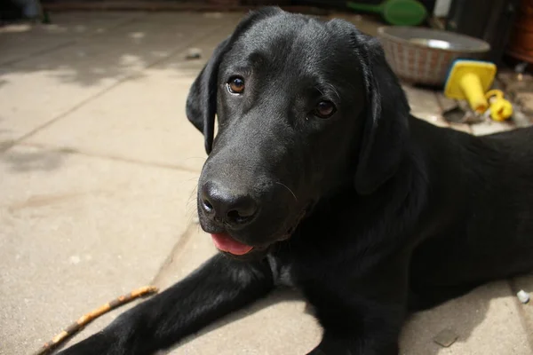 Labrador Retriever Photos Man Best Friend Chocolate Canine Face Close — 스톡 사진