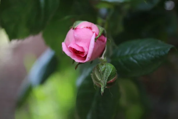 Symbolic Blossoms Pink Roses Bush Macro Photography Queen Flowers Close — ストック写真