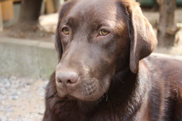 Labrador Retriever Photos Man Best Friend Chocolate Canine Face Close — Stock Fotó