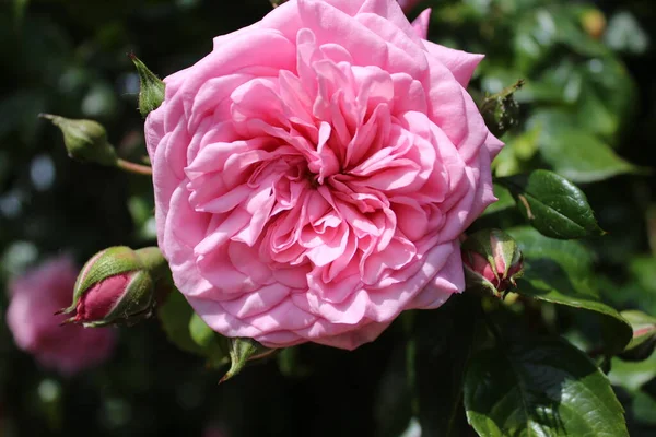 Symbolisch Für Blüten Rosenbusch Makrofotografie Königin Der Blumen Aus Nächster — Stockfoto