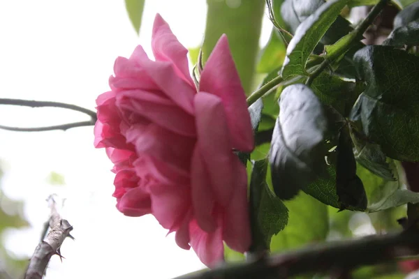 Symbolic Blossoms Pink Roses Bush Macro Photography Queen Flowers Close — стоковое фото