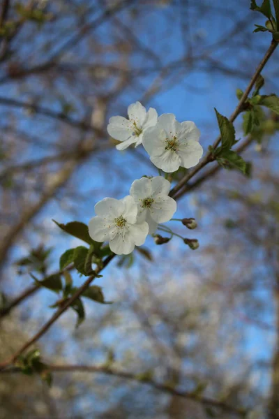 水果绽放特写 白天的照片 白色的花 茂密的树叶 授粉的昆虫 夏天的场景自然环境 男人和女人 蜜蜂摄影 果树枝条 — 图库照片