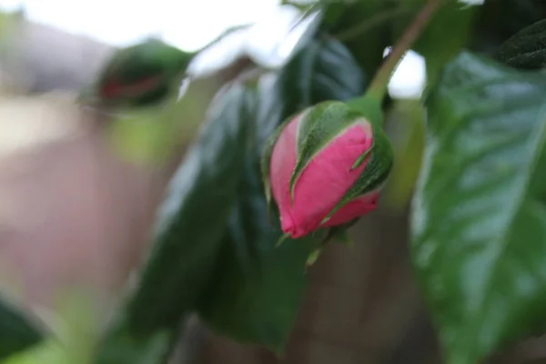 Symbolic Blossoms Pink Roses Bush Macro Photography Queen Flowers Close — Stock fotografie