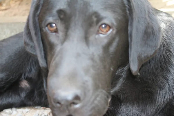 Labrador Retriever Photos Man Best Friend Chocolate Canine Face Close — стоковое фото